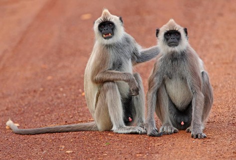 Tufted grey tufted gray langur