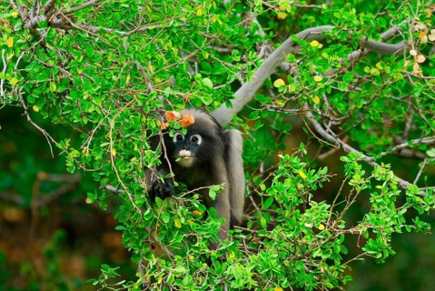 Dusky Leaf Monkey
