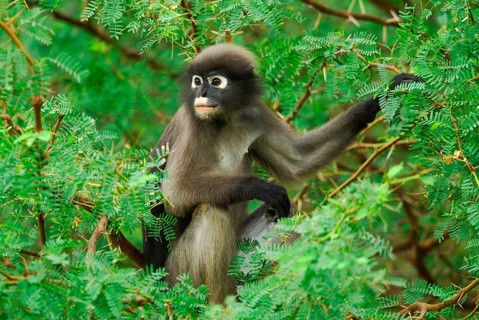 Dusky Leaf Monkey