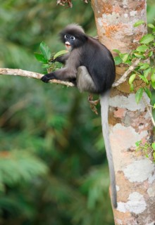 Dusky Leaf dusky leaf monkey
