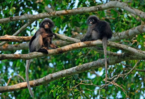 Dusky Leaf dusky leaf monkey