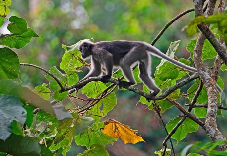 Dusky Leaf dusky leaf monkey
