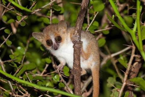 Reddish-gray mouse lemur