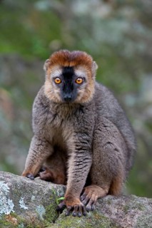 Red-fronted brown red-fronted lemur