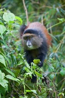 Golden golden monkey