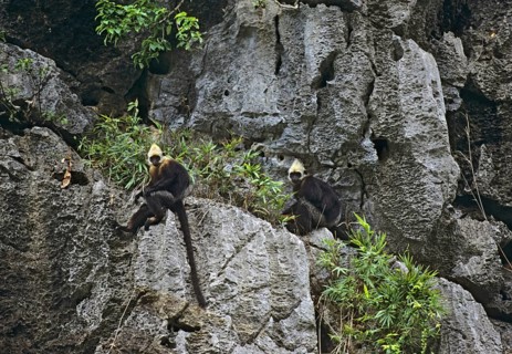 Golden-headed langur
