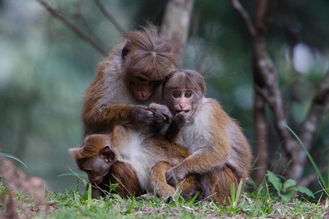 Ceylon Hat Monkey