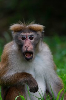 Ceylon Hat Monkey