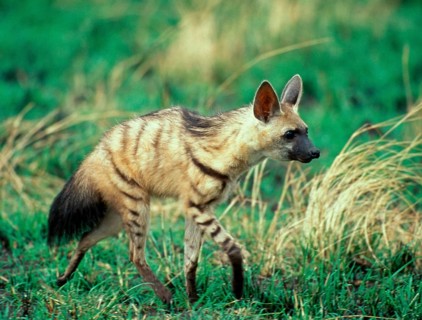 Aardwolf