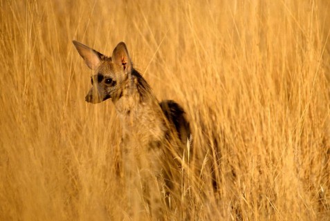 Aardwolf
