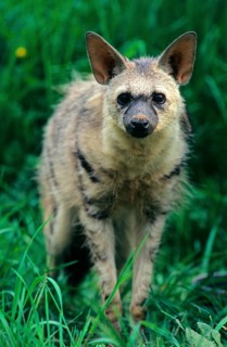 Aardwolf