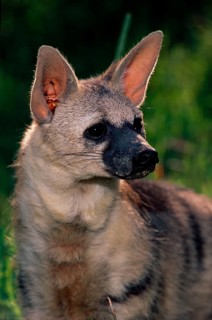 Aardwolf
