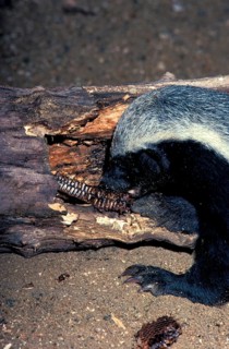 Honey Badger