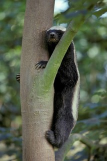 Honey badger