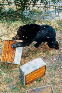 American Black Bear