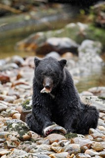 American Black Bear