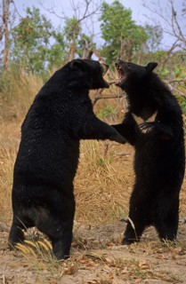 Asiatic black bear