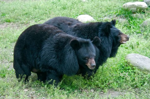 Asiatic Black Bear