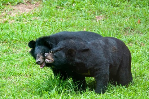 Asiatic Black Bear