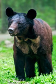 Asiatic Black Bear