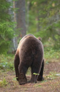 European brown bears