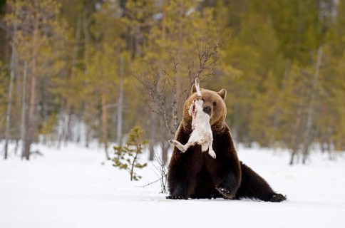 European brown bears