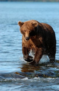 European brown bears