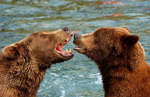 European Brown Bear
