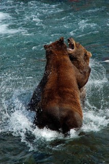 European brown bears