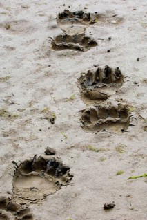 Grizzly bear