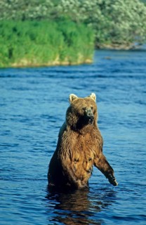 Kodiak Bear
