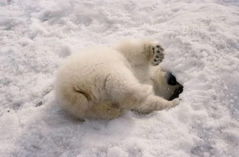 polar bear