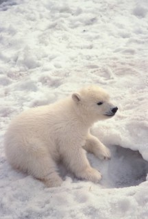 polar bear