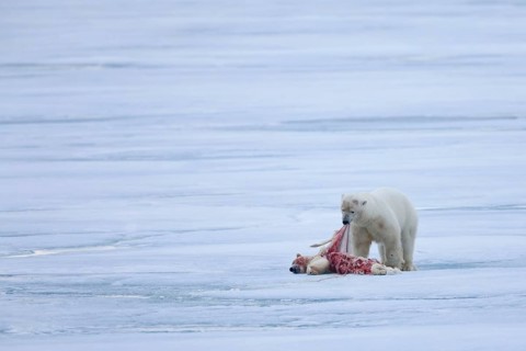 Polar Bear