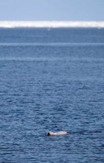 Polar Bear