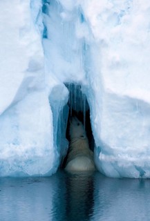 Polar Bear