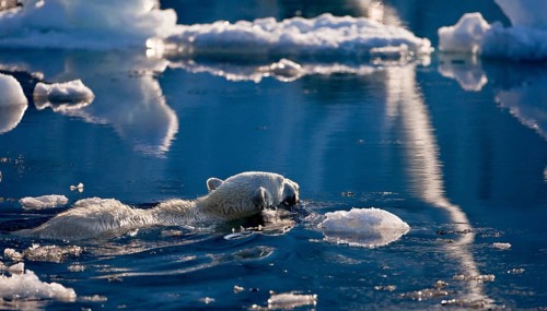 Polar Bear