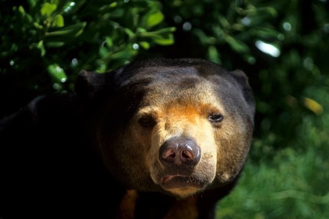 Sun bear