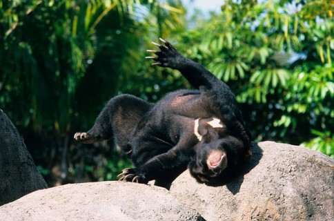 Malayan sun bear