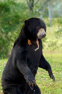 Malayan sun bear
