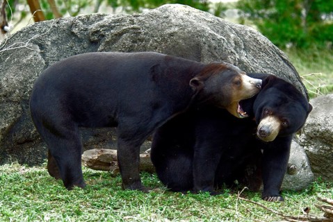 Malayan sun bear
