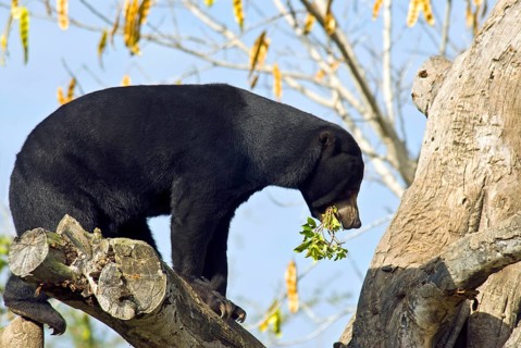 Malayan sun bear