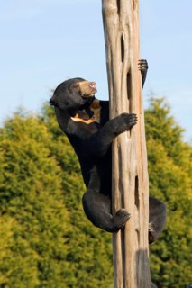 Malayan sun bear