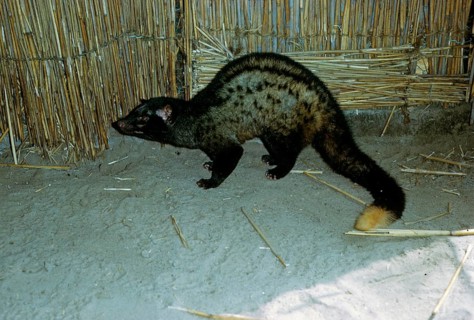 Spotted Musang
