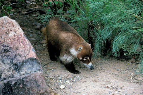 White-nosed Coati