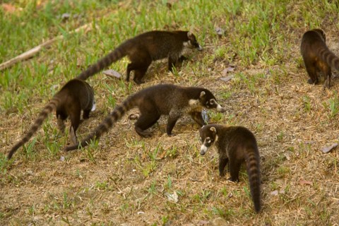 White-nosed Coati