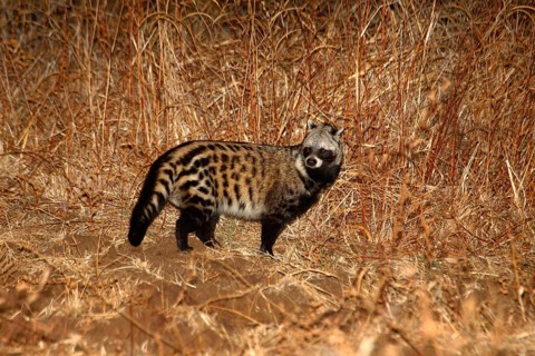 African Civet