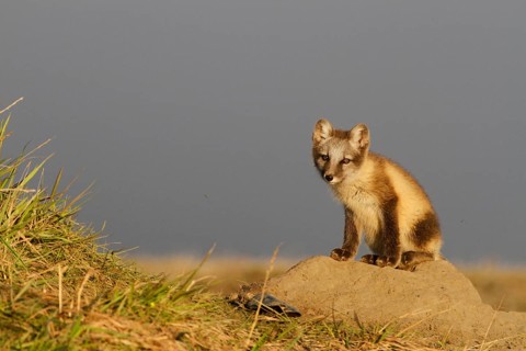 Arctic fox