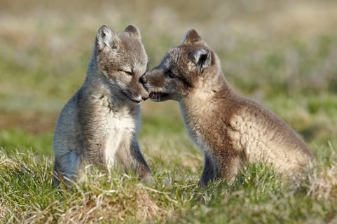 Arctic Fox