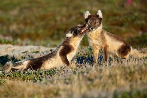 Arctic Fox
